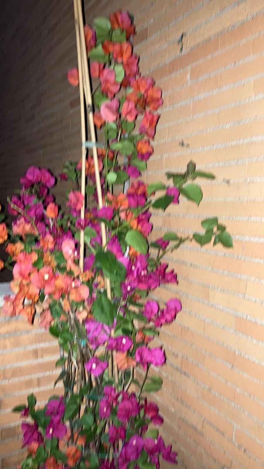 Le Mille E Una Notte Rom Exteriör bild